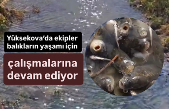 Yüksekova’da ekipler balıkların yaşamı için...