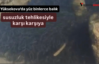 Yüksekova’da yüz binlerce balık susuzluk tehlikesiyle karşı karşıya