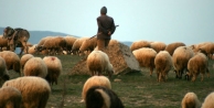 '2 bin lira maaşla çoban bulamıyoruz'