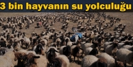 3 bin hayvanın su yolculuğu