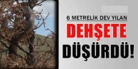 Ağaçta görülen 6 metrelik dev yılan korkuttu