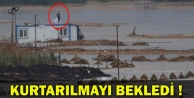 Ahırın çatısında kurtarılmayı bekledi