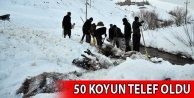 Ahırın Üzerine Çığ Düştü; 50 koyun telef oldu