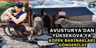 Avusturya'dan Yüksekova’ya Köpek Barınakları...