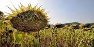 Ayçiçek ithalına 3.7 milyar dolar ödendi: Tarla...
