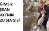 Bağımsız Başkan Adayı'nın kuzu Sevgisi