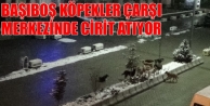 Başıboş Köpekler Çarşı Merkezinde Cirit Atıyor