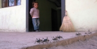 Çekirgeler Mahalleyi İstila Etti