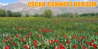 Çiçek cenneti Dersim