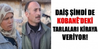 DAİŞ şimdi de Kobanê’deki tarlaları kiraya...