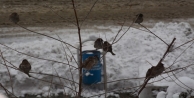 Dondurucu Soğuklara Saksağanlar Bile Dayanamadı