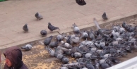 Duyarlı Vatandaşlar Kuşlara Yem Verdi