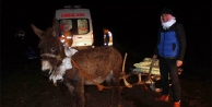 Eşekli kızakla hasta kurtarma operasyonu