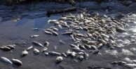 Fırat Nehri'nde balık ölümleri