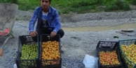 Hakkari kayısısı piyasaya çıktı