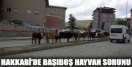 Hakkari’de Başıboş Hayvan Sorunu