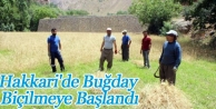 Hakkari'de Buğday Biçilmeye Başlandı