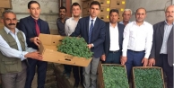 Hakkari'de çiftçilere 102 bin adet sebze fidesi...