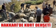 Hakkari’de Kurt Dehşeti