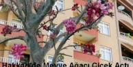 Hakkari'de Meyve Ağacı Çiçek Açtı