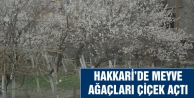 Hakkari’de Meyve Ağaçları Çiçek Açtı