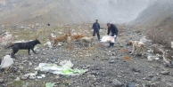 Hakkari’de sokak hayvanlara yem bırakıldı