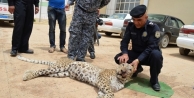 Halepçe’de bir ‘leopar’ ölü bulundu