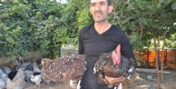 Hobi olarak ürettiği süs tavuklarını 2 bin TL'den...