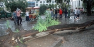İstanbul'da ağaç faciası!
