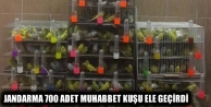 Jandarma 700 adet muhabbet kuşu ele geçirdi