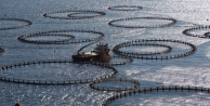 Japonya'dan Aldıkları Teknolojiyle Balık Üretiyorlar
