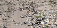 Kahta’da ölen binlerce balık kıyıya vurdu