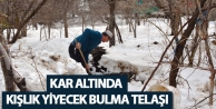 Kar altında kışlık yiyecek bulma telaşı