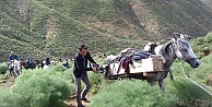 Koyun otlatırken canından oldu