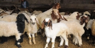 Koyunlar çalındı, kuzular sütsüz kaldı