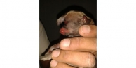 Kozan'da Tek Gözlü Köpek Dünyaya Geldi