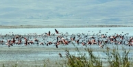 Kuraklık Flamingolara Yaradı