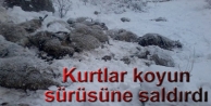 Kurtlar koyun sürüsüne saldırdı