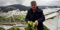 Lodos Bursalı çiftçileri yıktı geçti
