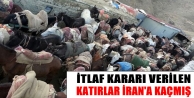 Mahkemenin 'İtlaf' Kararı Verdiği 97 Katır, İran'a...