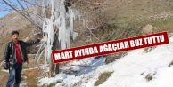 Mart Ayında Ağaçlar Buz Tuttu