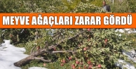 Meyve ağaçları zarar gördü