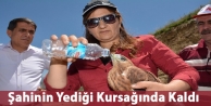 Şahinin Yediği Kursağında Kaldı