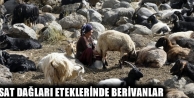  Sat Dağları Eteklerinde Berivanlar