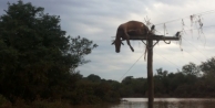 Sele Kapılan İnek, Direkte Asılı Kaldı