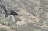 Sınırda helikopter hareketliliği sürüyor