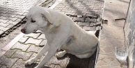 Sokak köpeğini jiletle yaraladılar Sokak köpeğini...