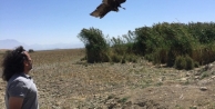 Tedavileri Tamamlanan Yırtıcı Kuşlar Özgürlüğe...