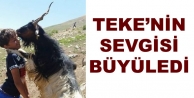Teke’nin Sevgisi Büyüledi