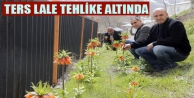 Ters Lale tehlike altında